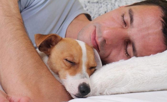 狗和人睡風險
