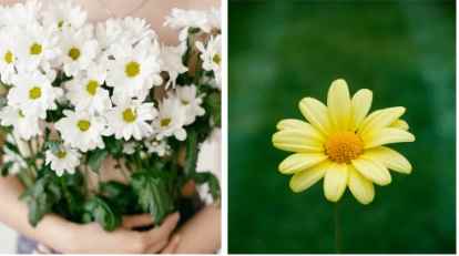 小雛菊顏色 小雛菊顏色