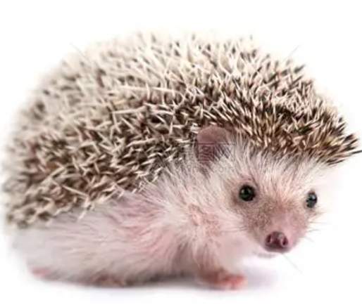 刺蝟飼養 刺蝟飼養