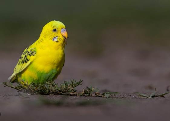 鸚鵡照顧教學 鸚鵡照顧教學