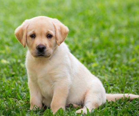 狗心臟病症狀 狗心臟病症狀