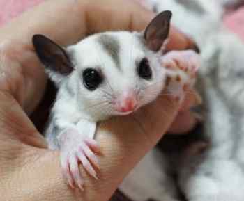 蜜袋鼯吃蝦 蜜袋鼯吃蝦