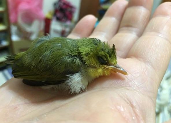 綠繡眼幼鳥掉下來