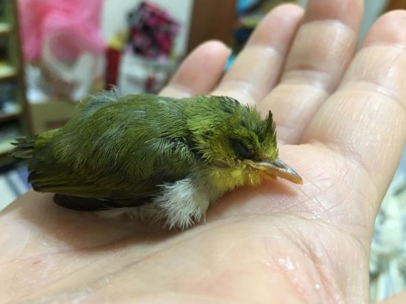 綠繡眼幼鳥照顧