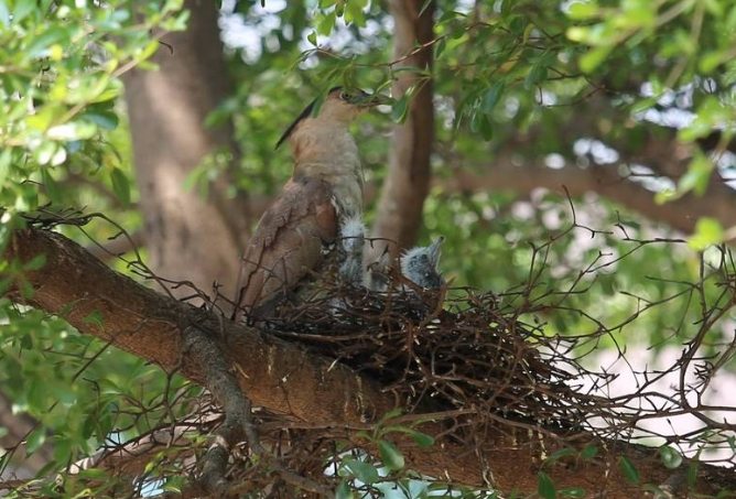 黑冠麻鷺築巢季節