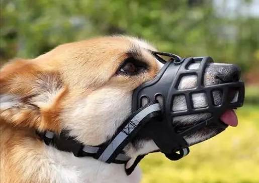 狗嘴套防叫