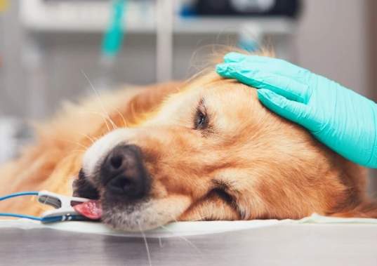 絕育對狗的負面影響