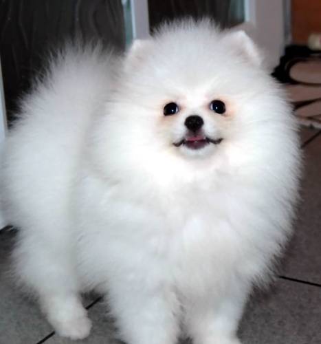 博美健康照顧 博美健康照顧