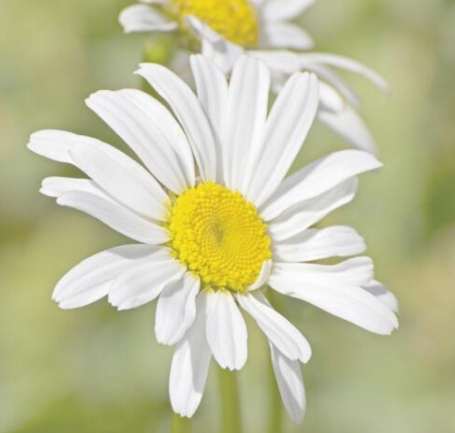 白色雛菊花語意思