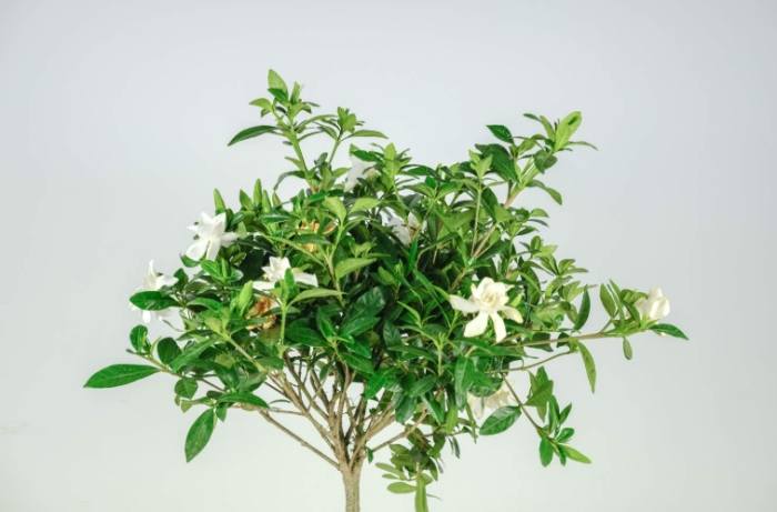 桅子花種植全攻略：從基礎到精通的實用技巧與常見問題解答