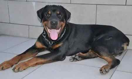 羅威納危險嗎？