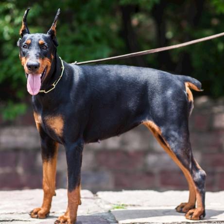 杜宾犬特征 杜宾犬特征