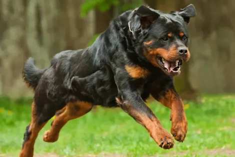 猛犬特性 猛犬特性