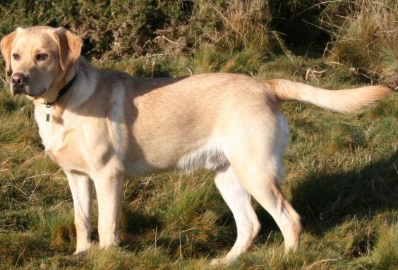 拉布拉多犬領養流程 拉布拉多犬領養流程