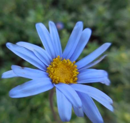 雛菊 花語 藍色 雛菊 花語 藍色