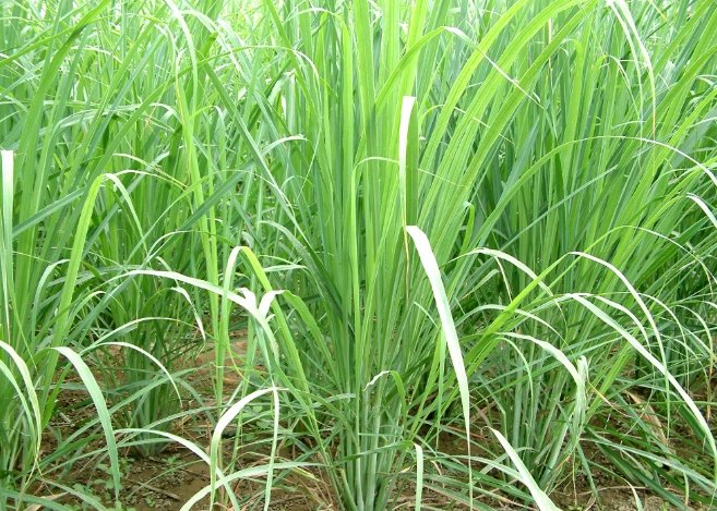 狗食香茅全攻略：安全使用、益處與風險深度解析