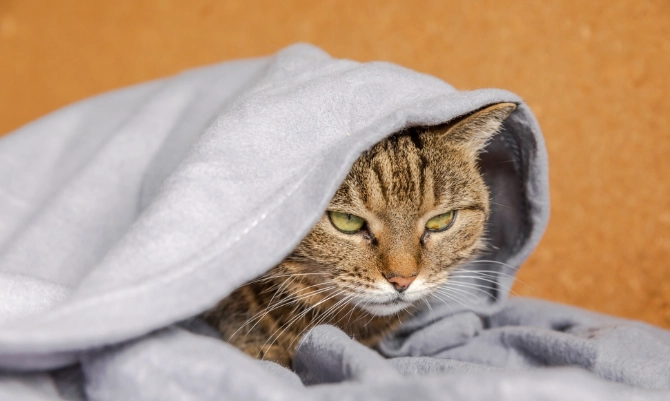 人發燒會傳染給貓嗎