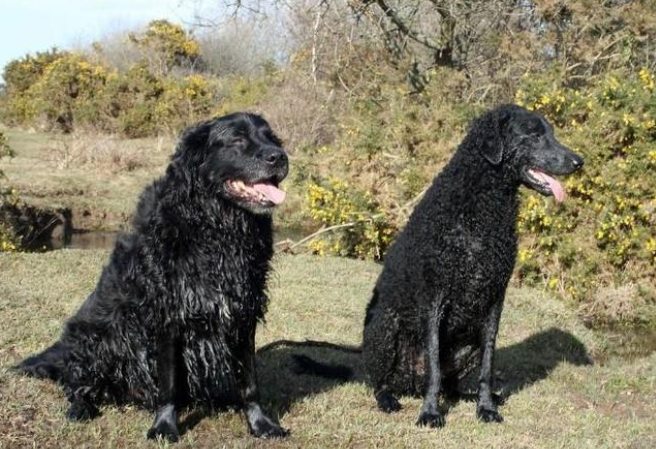 捲毛尋回犬健康