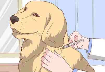 狂犬病預防 狂犬病預防