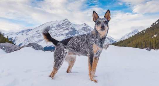 澳洲牧牛犬飼養 澳洲牧牛犬飼養