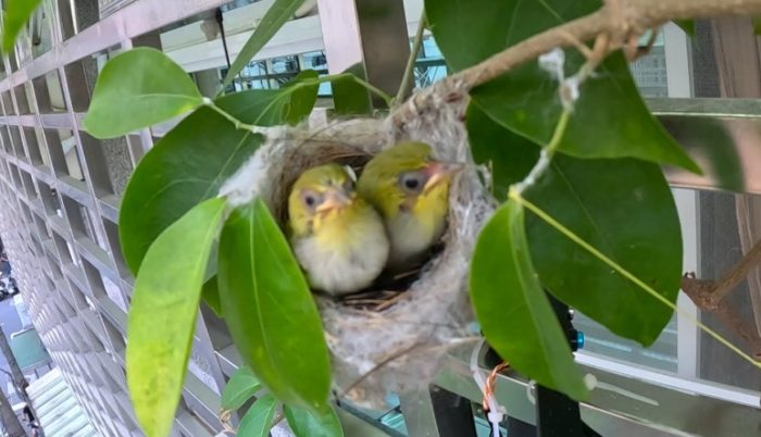 綠繡眼幼鳥離巢