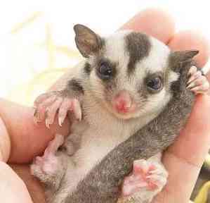 蜜袋鼯溫度管理 蜜袋鼯溫度管理