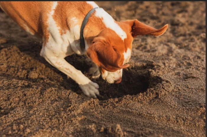 寵物行為問題 寵物行為問題