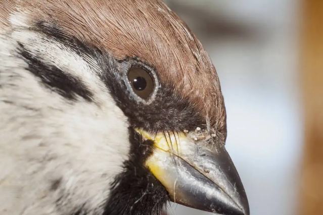 麻雀幼鳥餵食方法