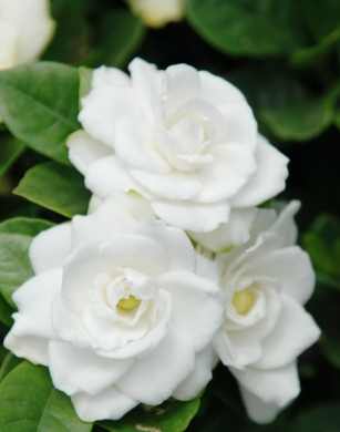 梔子花香氣描述 梔子花香氣描述