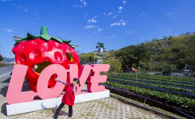 大湖草莓採摘 大湖草莓採摘