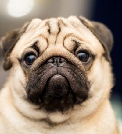 狗心臟病照護 狗心臟病照護