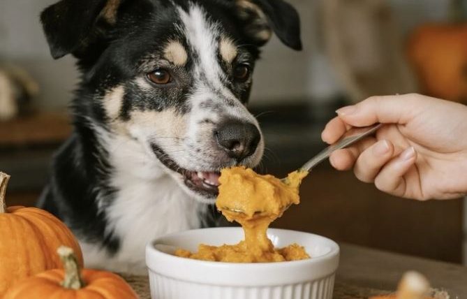 狗狗胰臟炎可以吃南瓜嗎