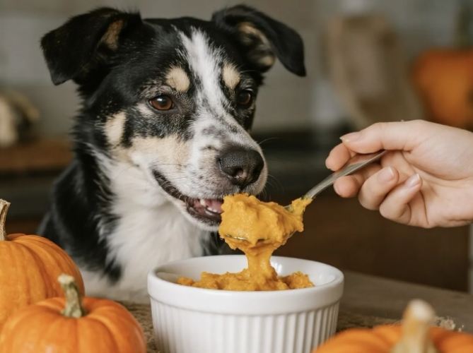 狗狗胰臟炎可以吃南瓜嗎？獸醫完整解析與安全餵食指南