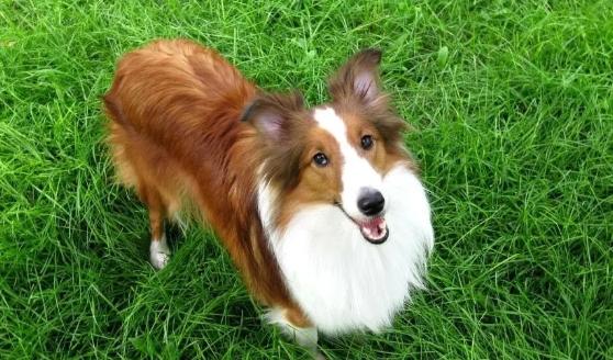 喜樂蒂智商排名 喜樂蒂智商排名