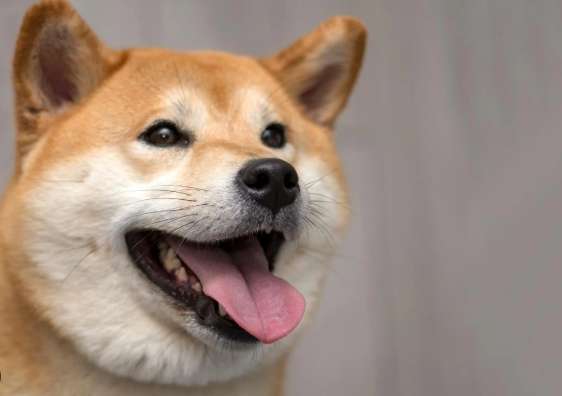 柴犬訓練技巧 柴犬訓練技巧