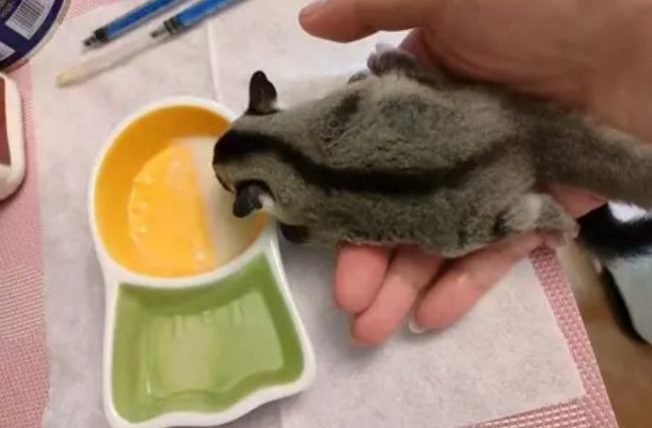 蜜袋鼯吃什么饲料？