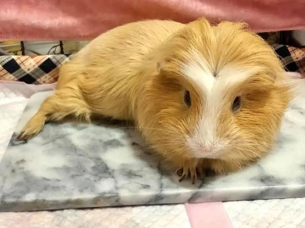 天竺鼠幼崽 天竺鼠幼崽