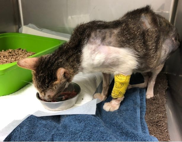 貓類固醇副作用