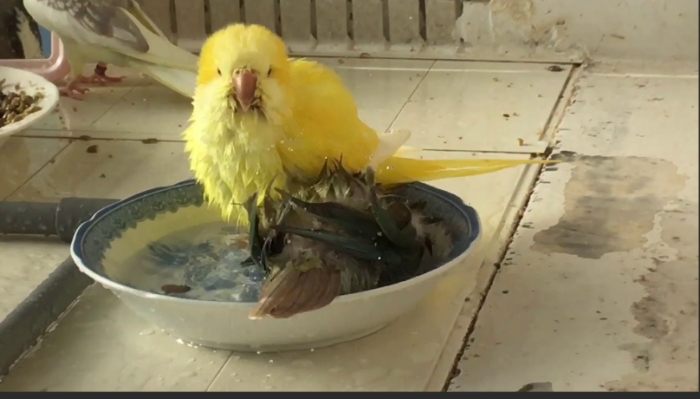 鸚鵡洗澡方法 鸚鵡洗澡方法