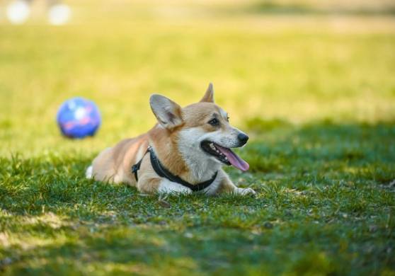 狗中暑症狀 狗中暑症狀