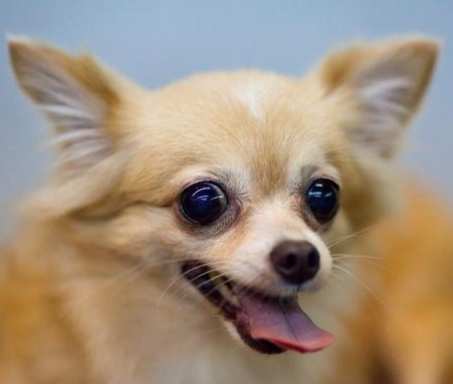 狗飼養指南 狗飼養指南