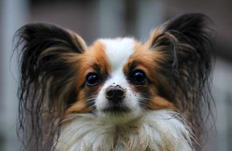 狗狗吃馬鈴薯安全嗎 狗狗吃馬鈴薯安全嗎