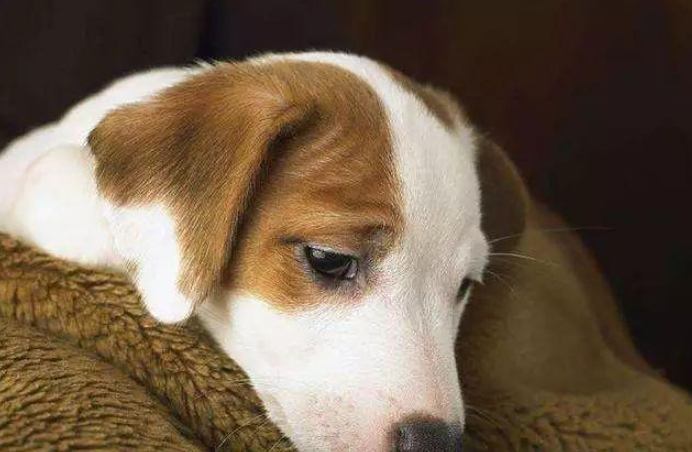 狗狗拉血便治療 狗狗拉血便治療