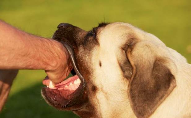 被狗咬怎麼辦？