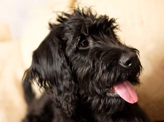 拉布拉多貴賓狗飼養