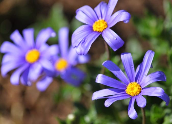 藍色雛菊 種植 藍色雛菊 種植