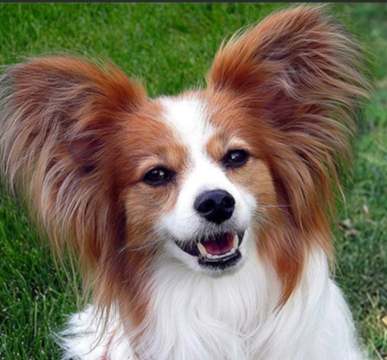 長毛吉娃娃品种特点 長毛吉娃娃品种特点