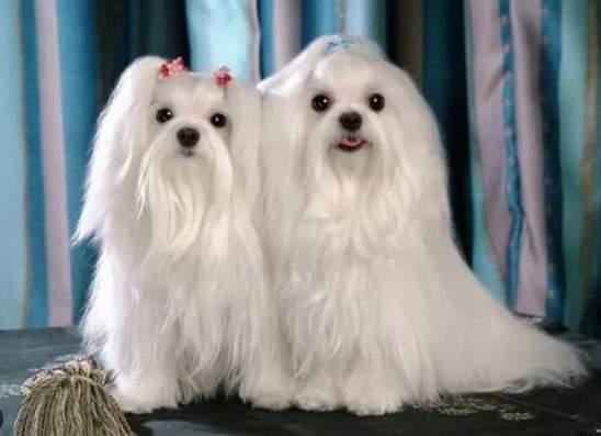 马尔济斯犬智商 马尔济斯犬智商