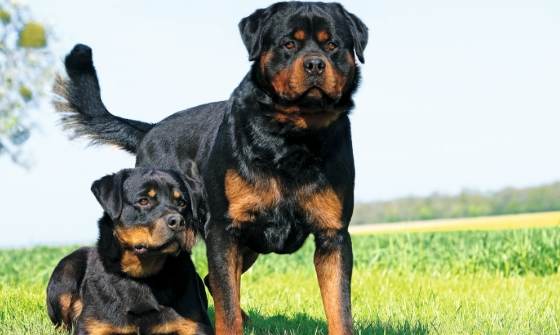 羅威納犬 羅威納犬