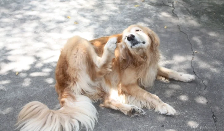 狗狗慢性中暑症狀